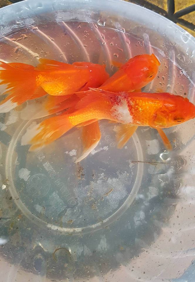 Rùa, cá vừa phóng sinh bị vợt ngay trước mắt tại chùa Trấn Quốc